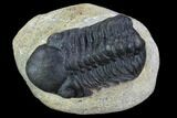 Bargain, Reedops Trilobite - Atchana, Morocco #92332-1